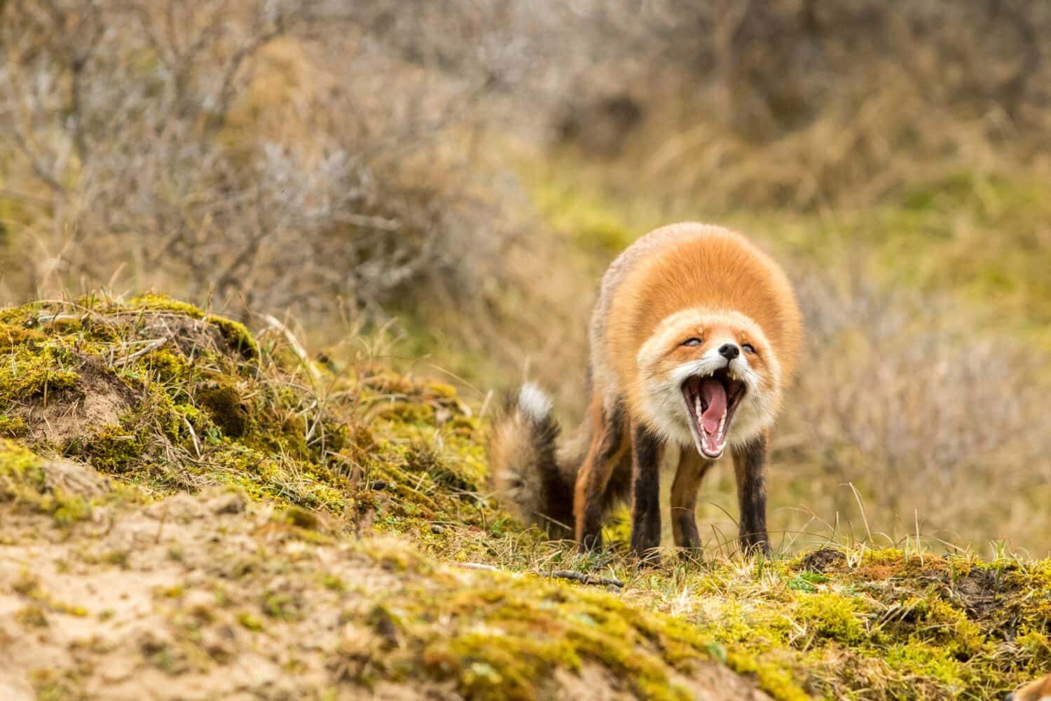 States with the Most Foxes in America