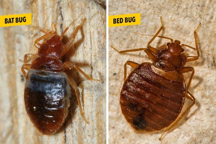 Bat Bugs Vs. Bed Bugs: What’s The Difference?