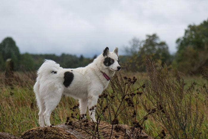 Russian pris s dog fashion breed