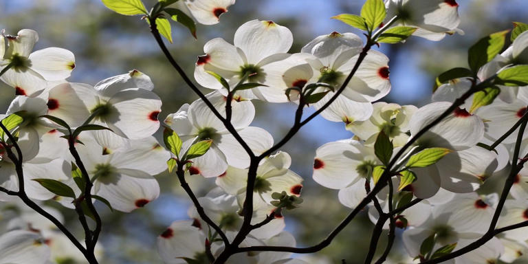 Enhance Your Garden with These 6 Flowering Trees
