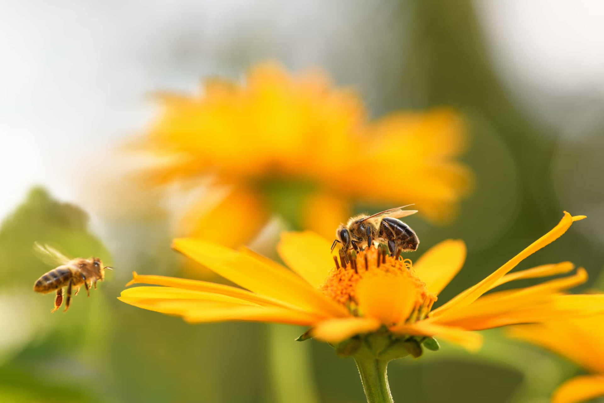 <p>Lorsqu'une abeille est en train de butiner une fleur, on est souvent inquiet qu'elle nous attaque. Mais la plupart du temps, elles disent seulement aux autres abeilles qu'elles ont trouvé du nectar en "dansant" lorsqu'elles retournent à la ruche.</p><p>Tu pourrais aussi aimer:<a href="https://www.starsinsider.com/n/365462?utm_source=msn.com&utm_medium=display&utm_campaign=referral_description&utm_content=501670v2"> Qui est véritablement Bob Dylan ?</a></p>