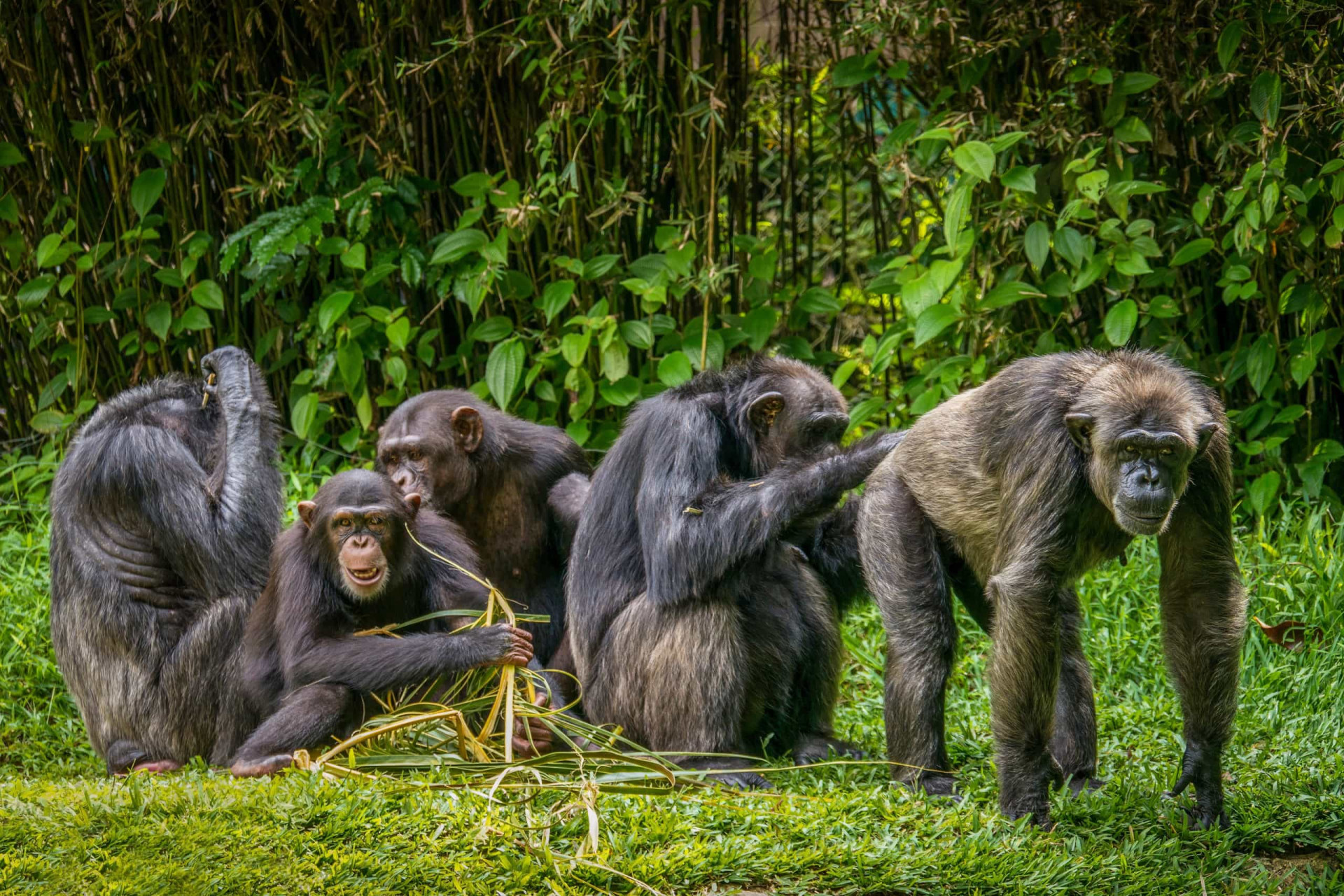 <p>Les chimpanzés aiment généralement faire leur toilette et celle des autres. Ils peuvent être très spécifiques à propos de l'endroit où ils ont besoin d'être nettoyés, et se le communiquent directement entre eux.</p><p><a href="https://www.msn.com/fr-fr/community/channel/vid-7xx8mnucu55yw63we9va2gwr7uihbxwc68fxqp25x6tg4ftibpra?cvid=94631541bc0f4f89bfd59158d696ad7e">Suivez-nous et accédez tous les jours à du contenu exclusif</a></p>