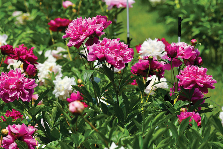 At Nicewicz Farm in Bolton, a love of peonies brings flower fans together