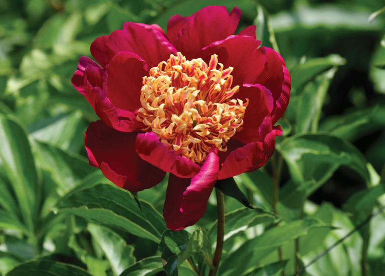 At Nicewicz Farm in Bolton, a love of peonies brings flower fans together