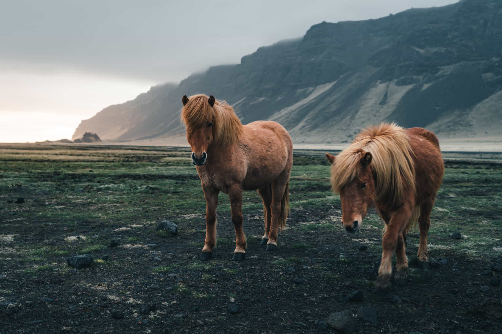 <p>Petit, robuste et surtout adorable, le cheval islandais est célèbre pour les différentes teintes de sa robe. Saviez-vous qu'il existe plus de 100 noms pour les différentes teintes de couleurs dans la langue islandaise? </p> <p>Ne les nourrissez-pas, cela pourrait mettre les éleveurs très en colère! </p><p><a href="https://www.msn.com/fr-fr/community/channel/vid-7xx8mnucu55yw63we9va2gwr7uihbxwc68fxqp25x6tg4ftibpra?cvid=94631541bc0f4f89bfd59158d696ad7e">Suivez-nous et accédez tous les jours à du contenu exclusif</a></p>