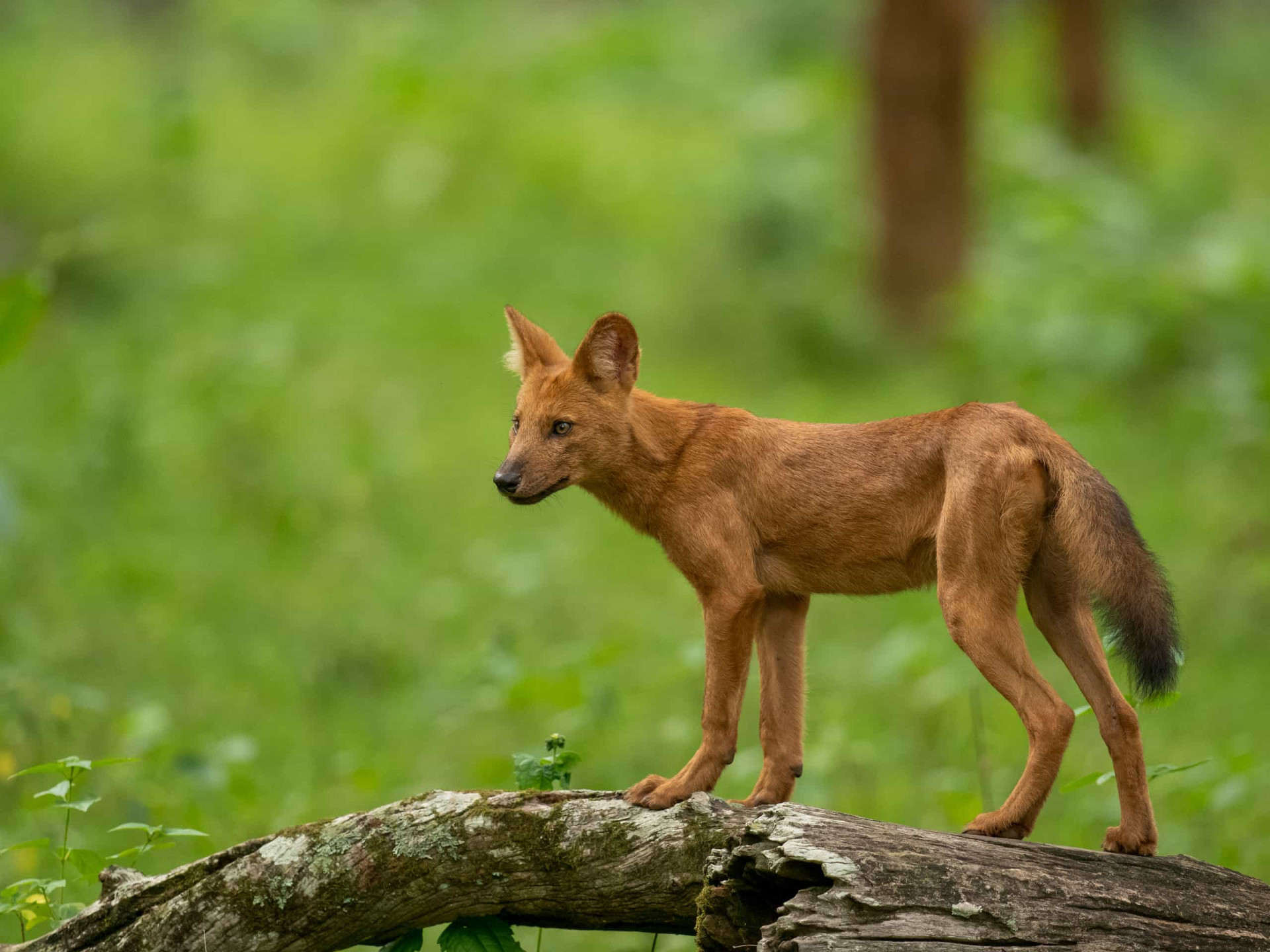<p>Aussi connus sous le nom de chiens d'Asie sauvages, ils émettent des sons de sifflet pour indiquer où ils se trouvent, ce qui leur permet de se coordonner si d'autres animaux les attaquent.</p><p>Tu pourrais aussi aimer: </p>