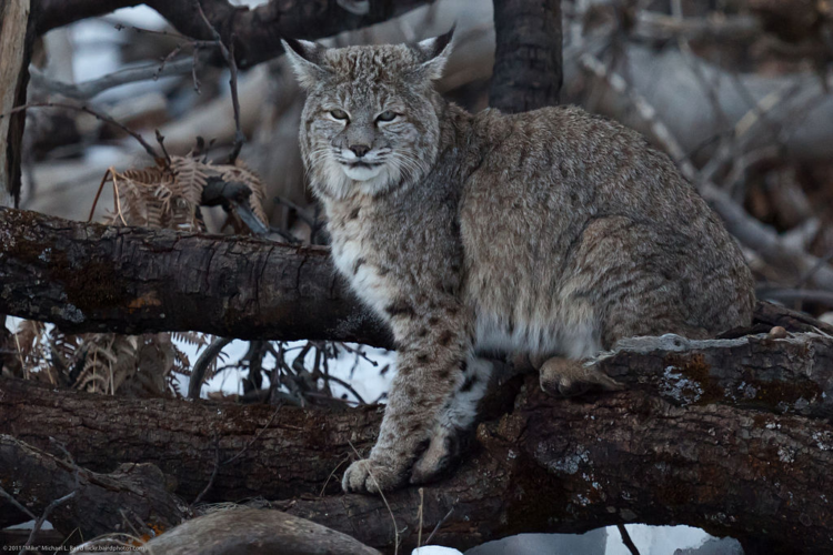 20 Interesting Facts About Bobcat