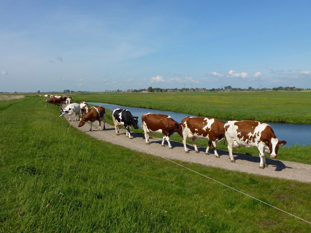 nederland moet krimp veestapel garanderen