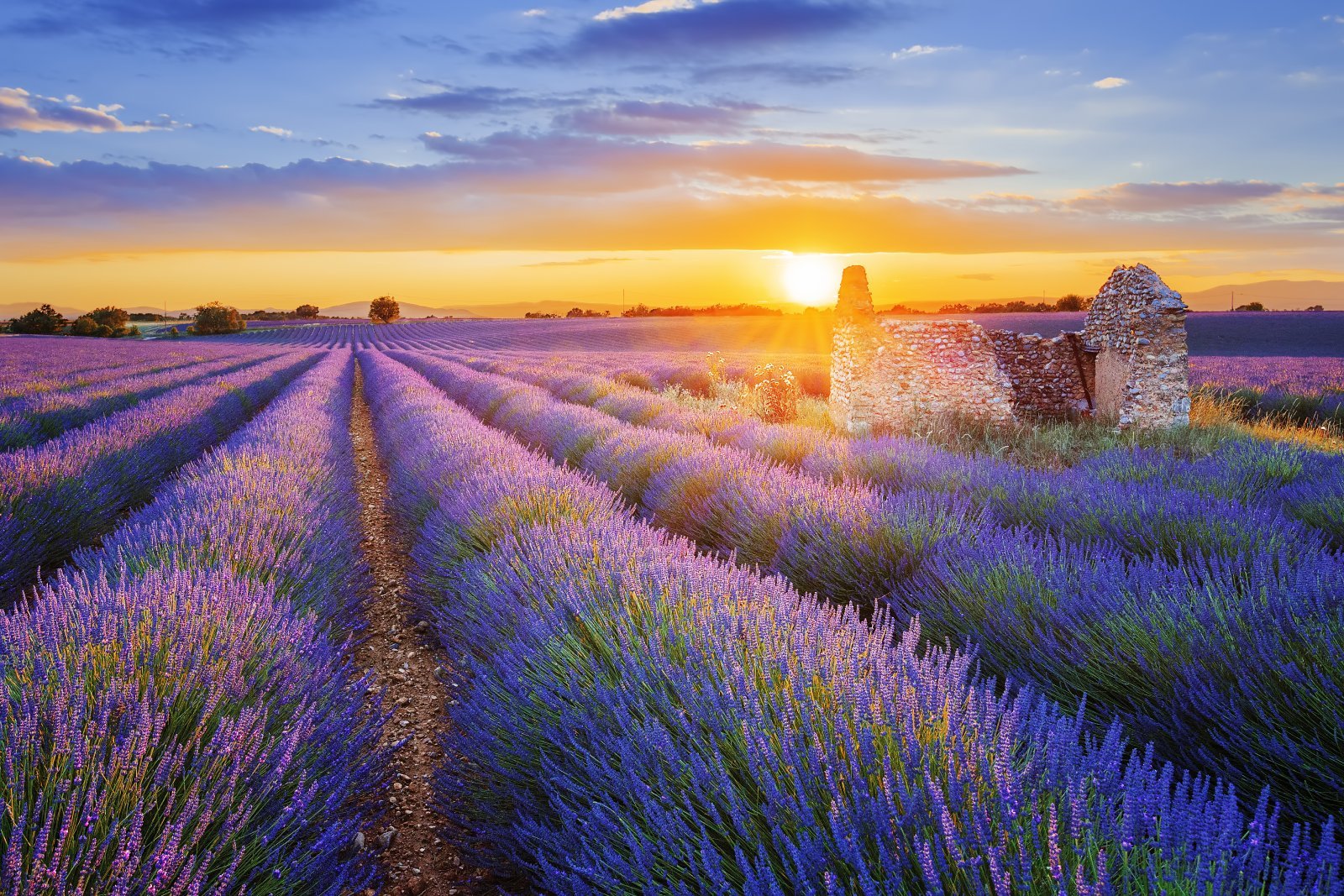 <p class="wp-caption-text">Image Credit: Shutterstock / prochasson frederic</p>  <p><span>The lavender fields of Provence bloom in vibrant purple from June to August, offering picturesque landscapes. The region celebrates this bloom with festivals in several towns featuring lavender products and demonstrations.</span></p> <p><b>Insider’s Tip: </b><span>Early morning or late afternoon offers the best light for photographs.</span></p> <p><b>When to Travel: </b><span>Late June to early August</span></p> <p><b>How to Get There: </b><span>Fly into Marseille or Nice, then drive or take a local bus to the lavender-growing areas like Valensole or Sault.</span></p>