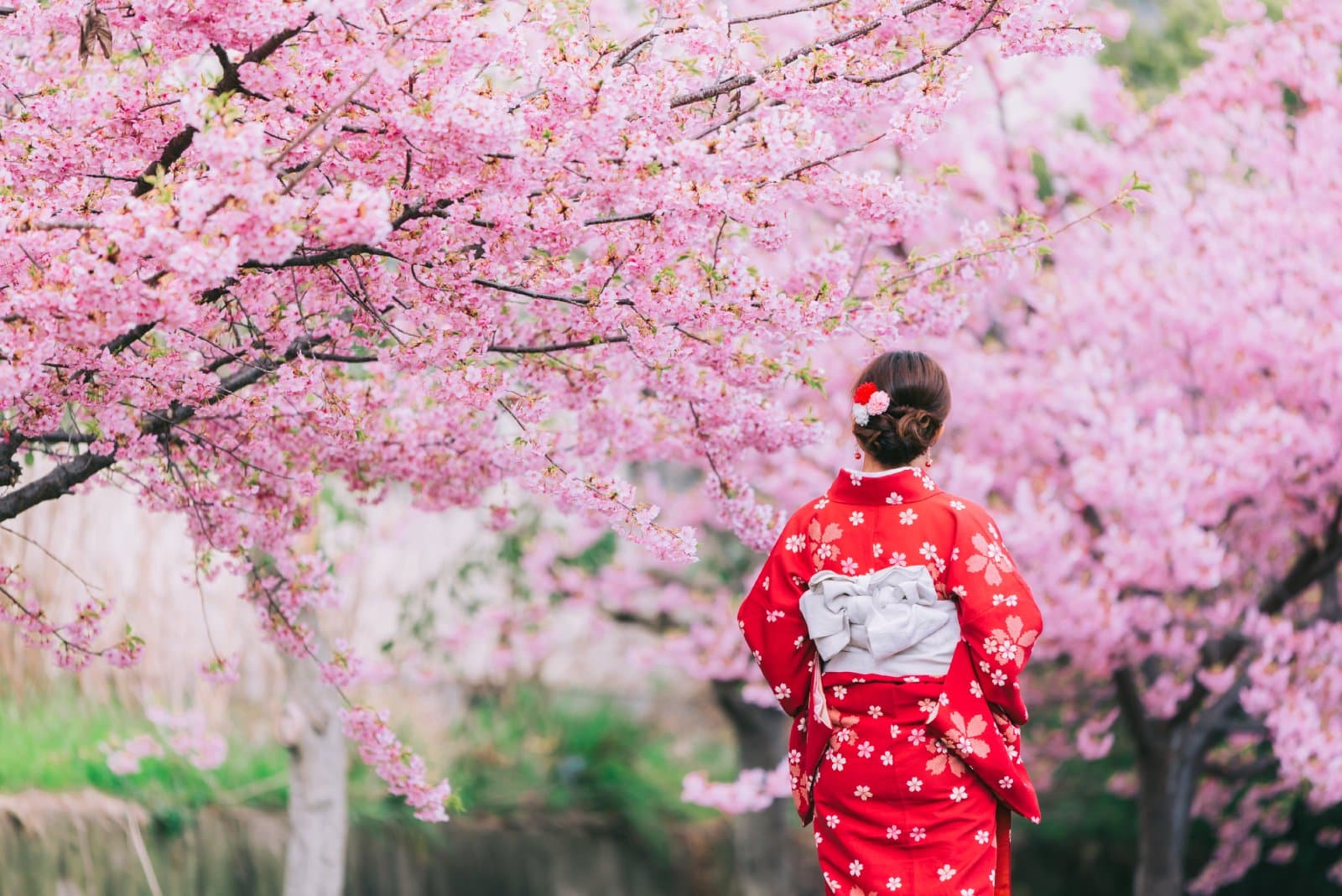 <p class="wp-caption-text">Image Credit: Shutterstock / GrooveZ</p>  <p><span>Japan’s Cherry Blossom Festival, or “Sakura Matsuri,” is a centuries-old celebration marking the ephemeral beauty of the cherry blossoms. The festival spans several weeks from late March to early May, varying by region due to the geographical spread of the islands.</span></p> <p><span>The sight of cherry blossoms blooming en masse across parks, temples, and riversides is a deeply ingrained symbol of spring, renewal, and the fleeting nature of life in Japanese culture. Cities like Tokyo, Kyoto, and Osaka host some of the most iconic viewing spots, where hanami (flower viewing) parties bring people together under canopied blooms.</span></p> <p><b>Insider’s Tip: </b><span>For a less crowded experience, consider visiting lesser-known spots such as Hirosaki Park in Aomori or the Mount Yoshino area in Nara.</span></p> <p><b>When to Travel: </b><span>Late March to early April for most of Japan, extending into May for northern regions.</span></p> <p><b>How to Get There: </b><span>Major festival locations are well-connected by Japan’s extensive public transportation network. International visitors typically fly into Tokyo or Osaka, where they can use bullet trains, buses, or domestic flights to reach specific festival sites.</span></p>