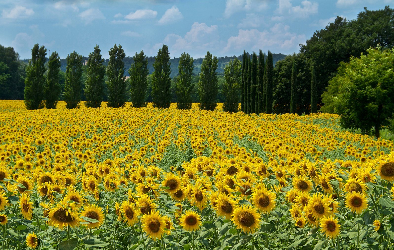 <p class="wp-caption-text">Image Credit: Shutterstock / Christopher Salerno</p>  <p><span>Tuscany’s Sunflower Festival celebrates the bloom of sunflowers across the region, turning the countryside into a sea of yellow. The festival period is an excellent time for scenic drives and photography.</span></p> <p><b>Insider’s Tip: </b><span>The area around San Gimignano offers some of the most picturesque fields.</span></p> <p><b>When to Travel: </b><span>July to August</span></p> <p><b>How to Get There: </b><span>Fly into Florence or Pisa, then rent a car to explore the Tuscan countryside.</span></p>