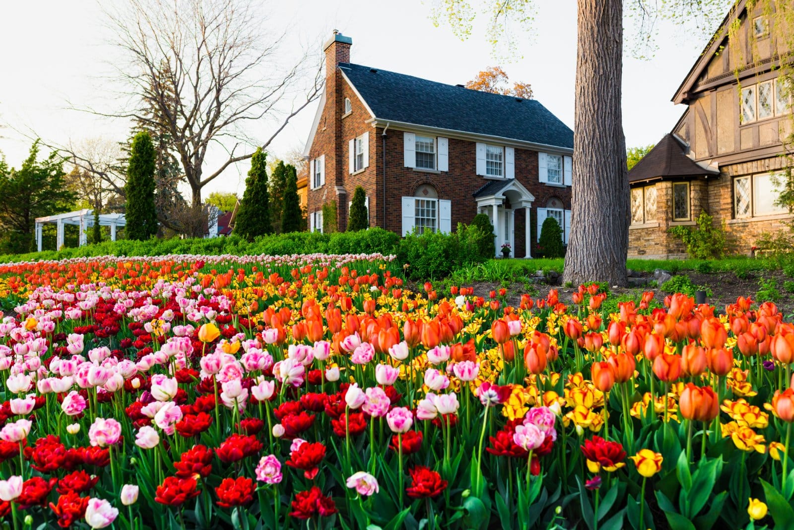 <p class="wp-caption-text">Image Credit: Shutterstock / Facto Photo</p>  <p><span>Celebrated in Ottawa, the Canadian Tulip Festival is the largest of its kind in North America, born from the historic gift of tulips from the Dutch royal family. The festival showcases over a million tulips across the city, with major displays at Commissioners Park.</span></p> <p><b>Insider’s Tip: </b><span>Don’t miss the evening light shows for a different perspective on the floral displays.</span></p> <p><b>When to Travel: </b><span>May</span></p> <p><b>How to Get There: </b><span>Ottawa is accessible by air, and the festival venues are easily reached by public transportation or car.</span></p>