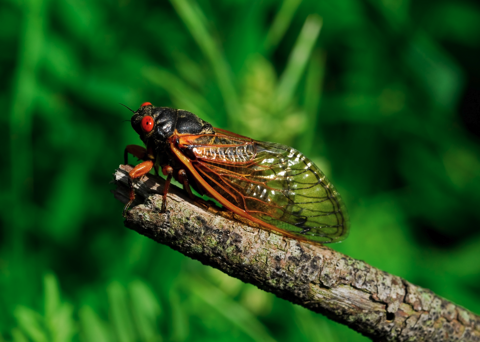 <p>They are from the family <em>Cicadidae</em>, but they're commonly known as <a href="https://www.insider.com/words-that-are-different-across-the-us#insects-known-as-cicadas-have-also-been-called-august-flies-18">August flies</a> in the Northeast and Midwest; <a href="https://www.vocabulary.com/dictionary/cicada">jar flies</a> in Appalachia; and cicadas elsewhere. The word "cicada" is Latin for tree cricket, referring to the species' trademark buzzing noise. August fly was once popularly used to identify the bug since it was most audible in August.</p>