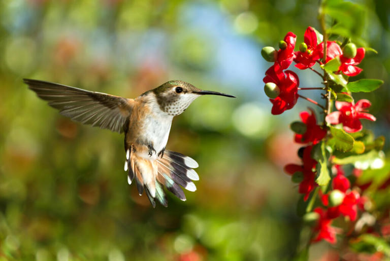 22 Stunning Hummingbird Photos That Showcase Their Incredible Beauty