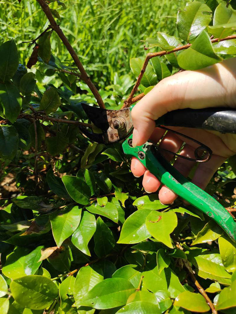 6 Tips for Growing a Jabuticaba Tree