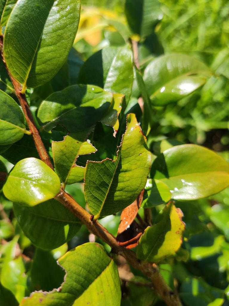 6 Tips for Growing a Jabuticaba Tree