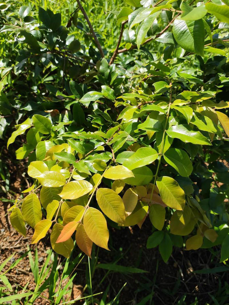 6 Tips for Growing a Jabuticaba Tree