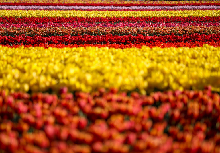 Rows of tulips are in full bloom at Wooden Shoe Tulip Farm on Thursday, April 27, 2023, in Woodburn, Ore. The Wooden Shoe Tulip Festival will be open daily through May 7.