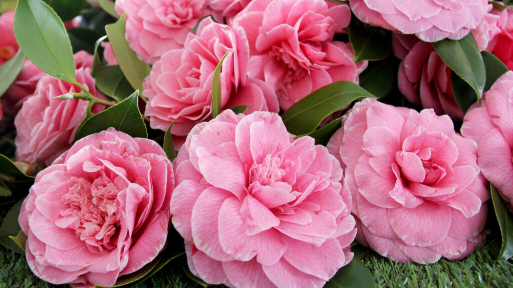 17 Pretty Flowers That Resemble Roses for Your Garden