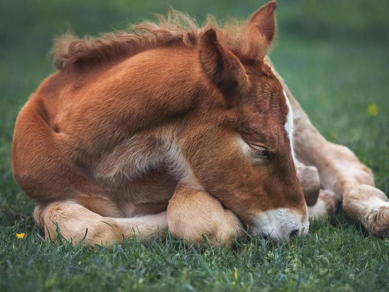 A Horse’s First Year: 50 Fun Facts About Foals