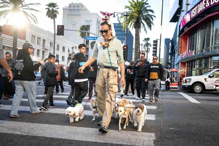 L.A. City Councilmembers Hugo Soto-Martinez and Nithya Raman announced mobility/transportation upgrades to Hollywood Boulevard during a press conference on Thursday March 21, 2024. Carrying his own dog Mimi on his shoulders, dog trainer Taky Cheung, of Pasadena, walks along Hollywood Boulevard with clients dogs on Thursday, Jan. 4, 2024.