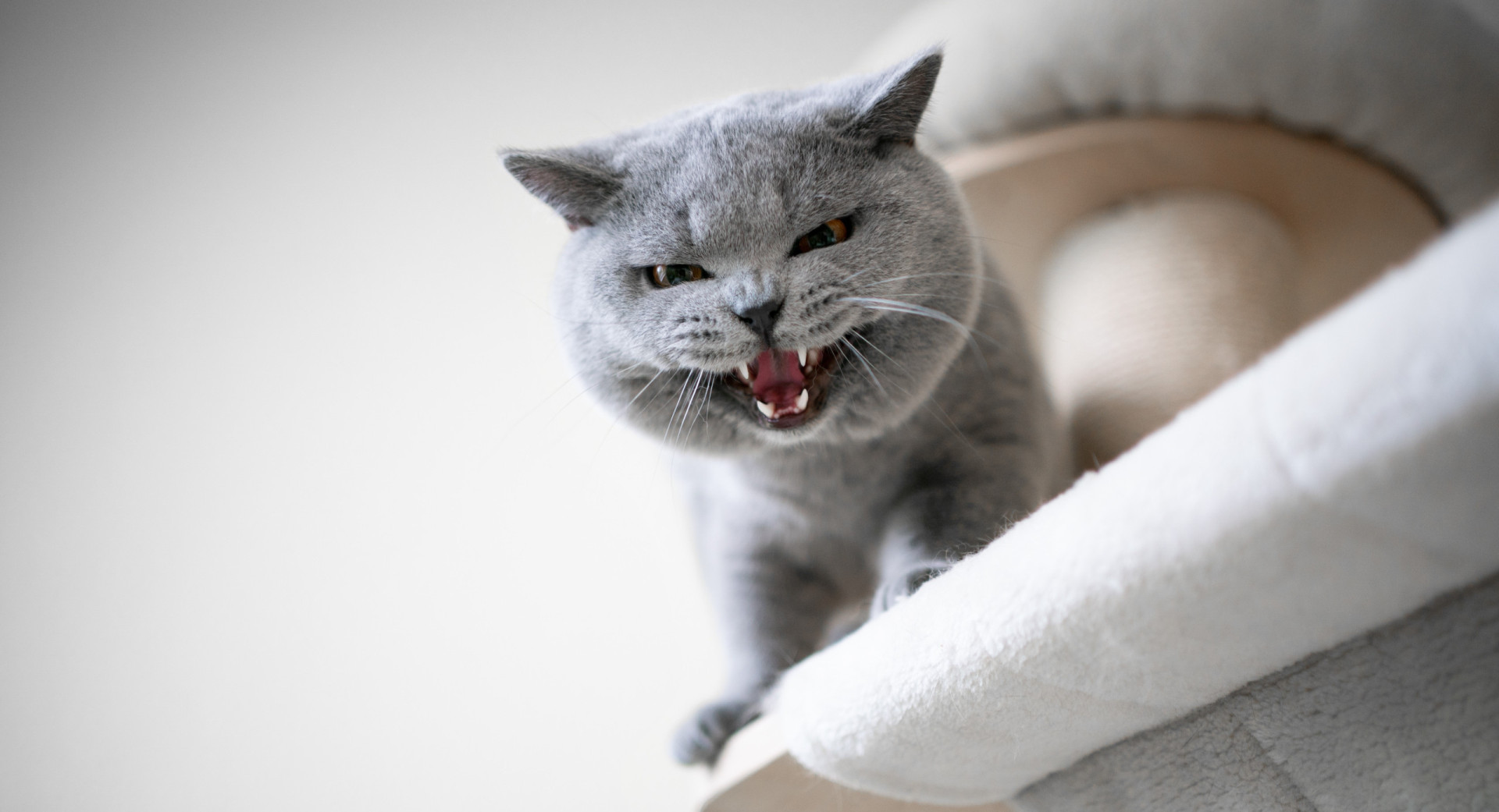 Why do cats hiss, and what are they trying to tell us?