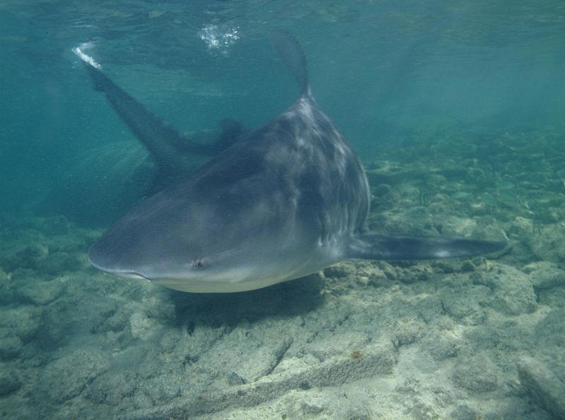 amazon, scientists confirm sharks travel more than 1,000 miles up the mississippi river