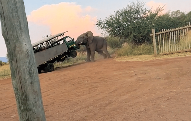 In a heartstopping encounter, an elephant charges a safari truck filled with passengers in Pilanesberg National Park, South Africa.