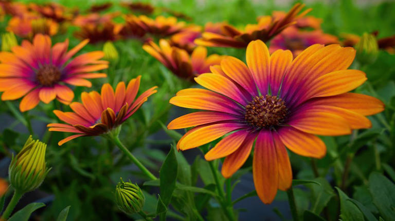 Beautiful Spring Annuals That Will Turn Your Garden Into A Colorful ...