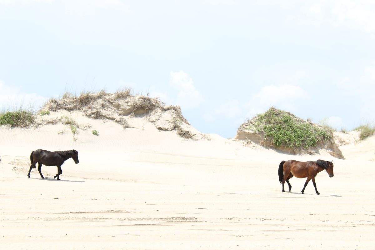 <p>The Outer Banks are a favorite of outdoor enthusiasts. For many thrill-seekers, the 4x4 drive to Corolla Beach is a trip-making highlight in and of itself.</p><p>“Once there, visitors can spot wild horses roaming freely along the tranquil shoreline and even embark on a kayak safari for a closer look,” reveals Quinn. </p>