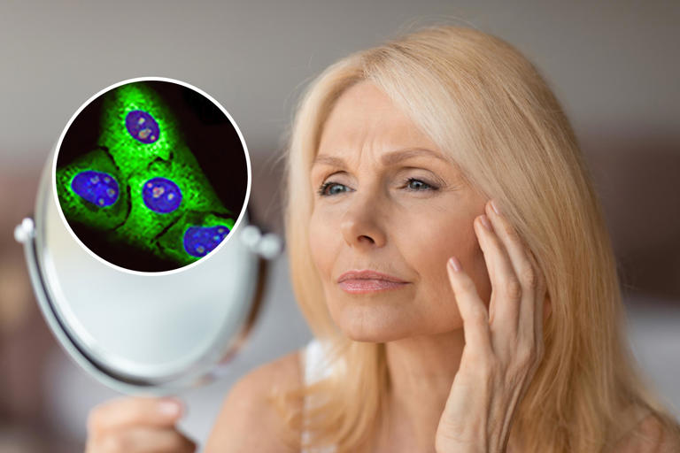 Photo of an aging woman inspecting her face with an inset of aging cells.