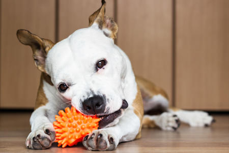 Dogs Understand More Than They Let On, Brain Scans Reveal<br><br>