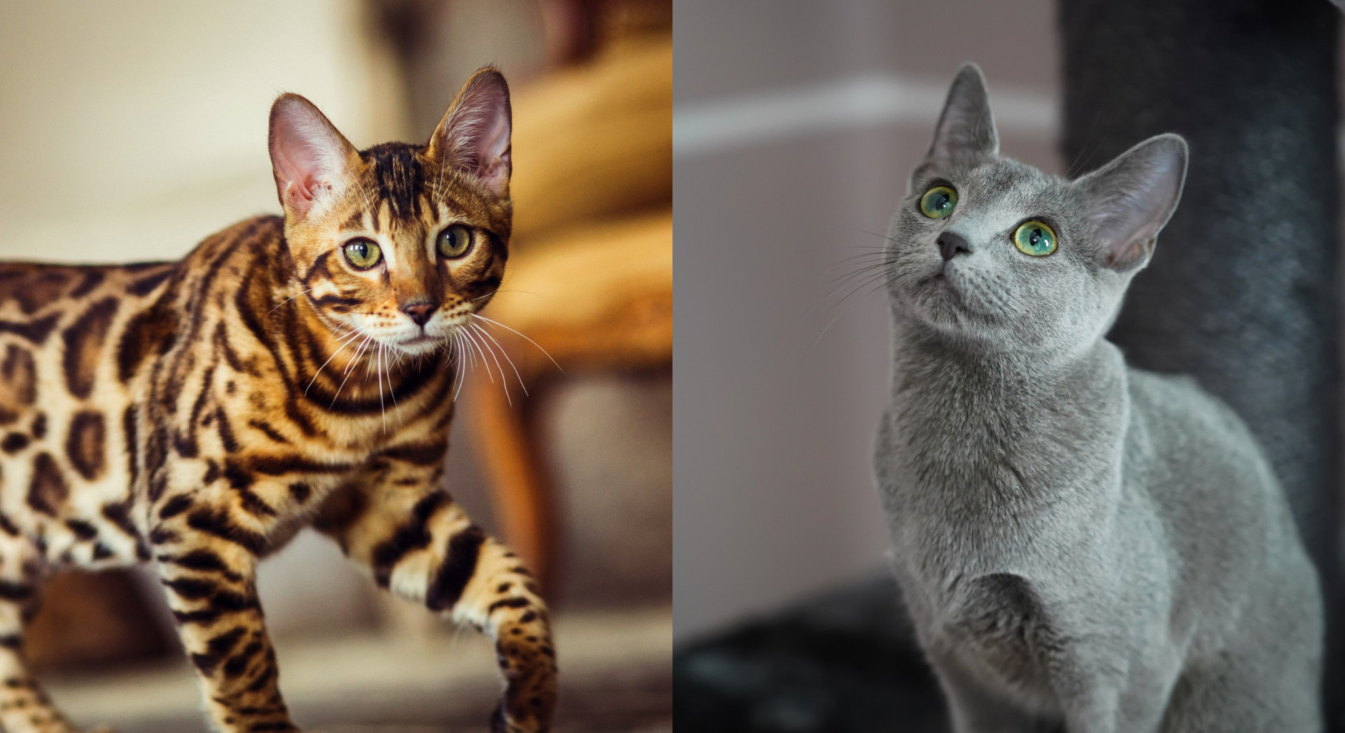 The Origins Of The Most Popular Cat Breeds