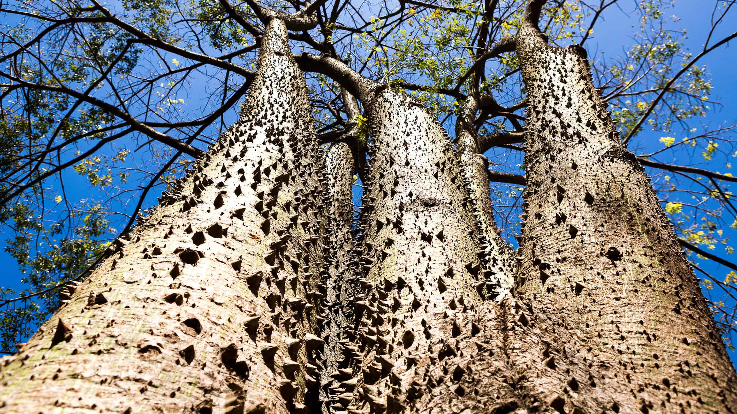 The Dangerous Tree Found in America That’s 12,000x More Lethal Than a ...