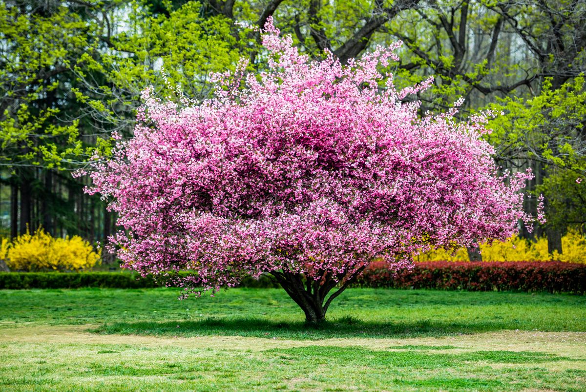 12 of Our Most Favorite Pink-Flowered Trees