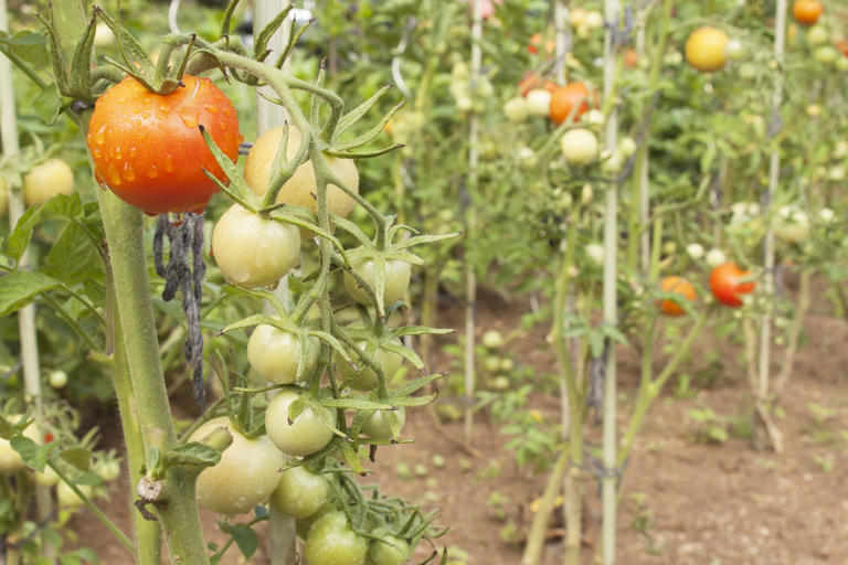 How to Properly Prune Tomato Plants