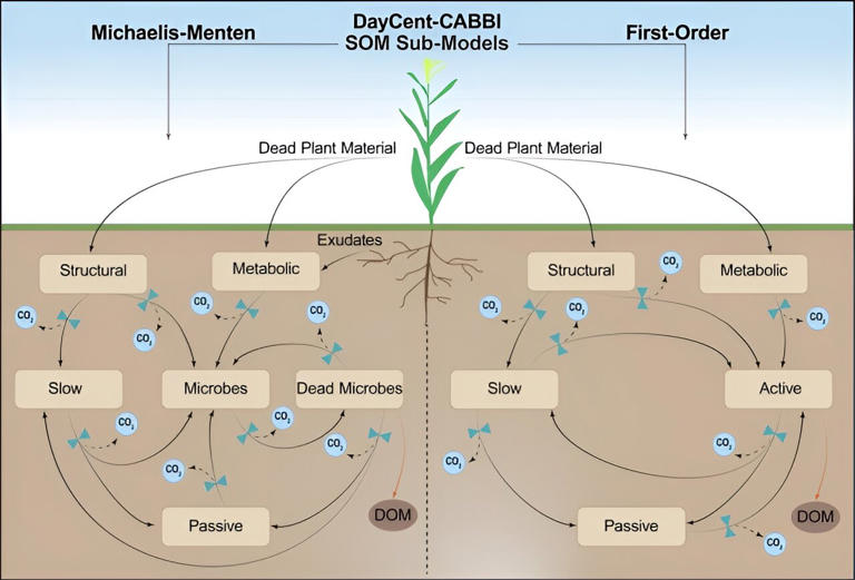 New model integrates soil microbes, large perennial grasses