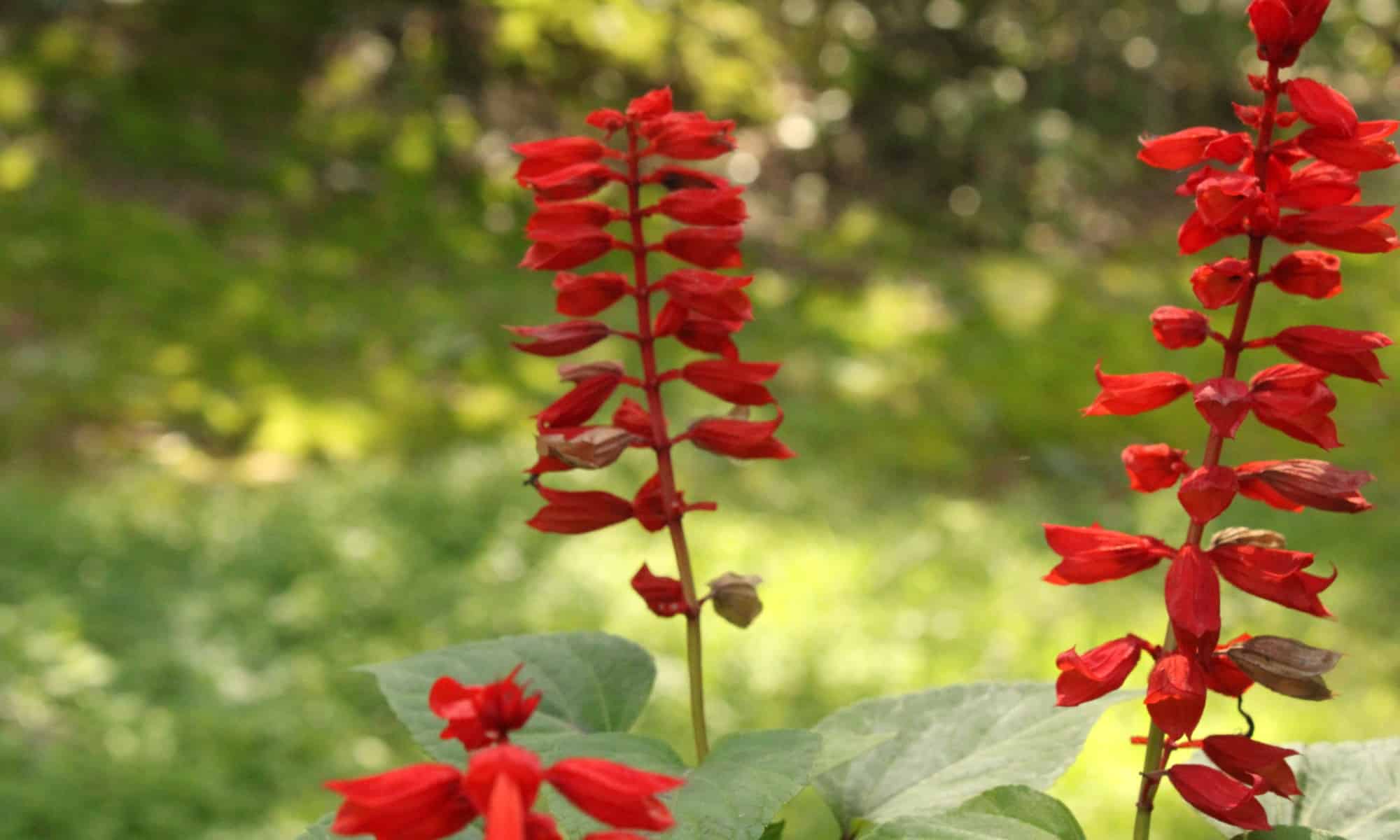 10 Great Perennials That Attract Hummingbirds