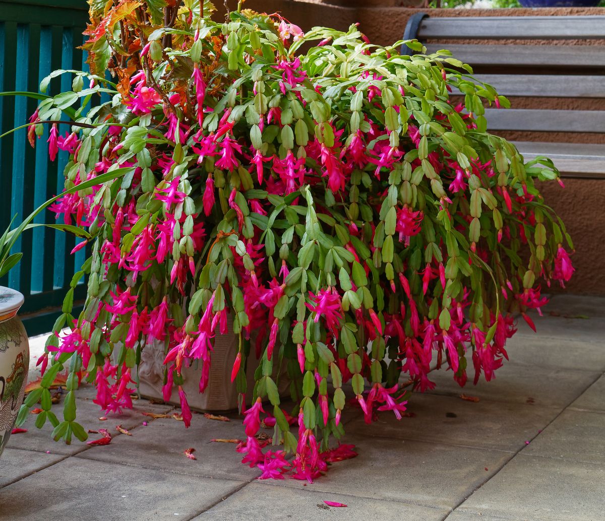 These 10 Flowering Cacti Will Spice Up Your Houseplant Collection