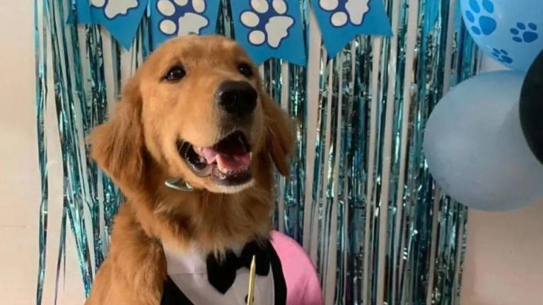 'Justice For Killua': Golden Retriever's Brutal Killing Sparks Outrage