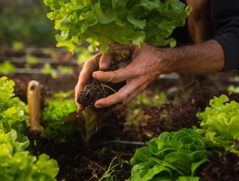 Planting Strategies For Different Soil Types