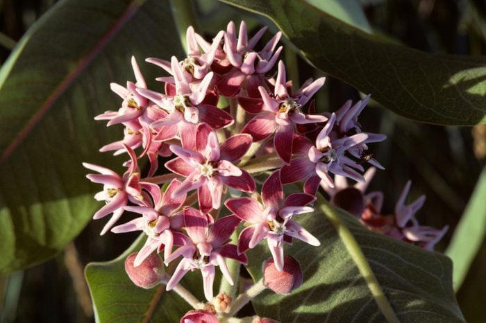 15 Native Plants To Add To Your Yard