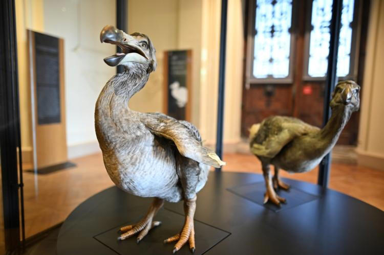 REPORTAGE. Deux dodos jouent les stars au Muséum d’Histoire naturelle ...