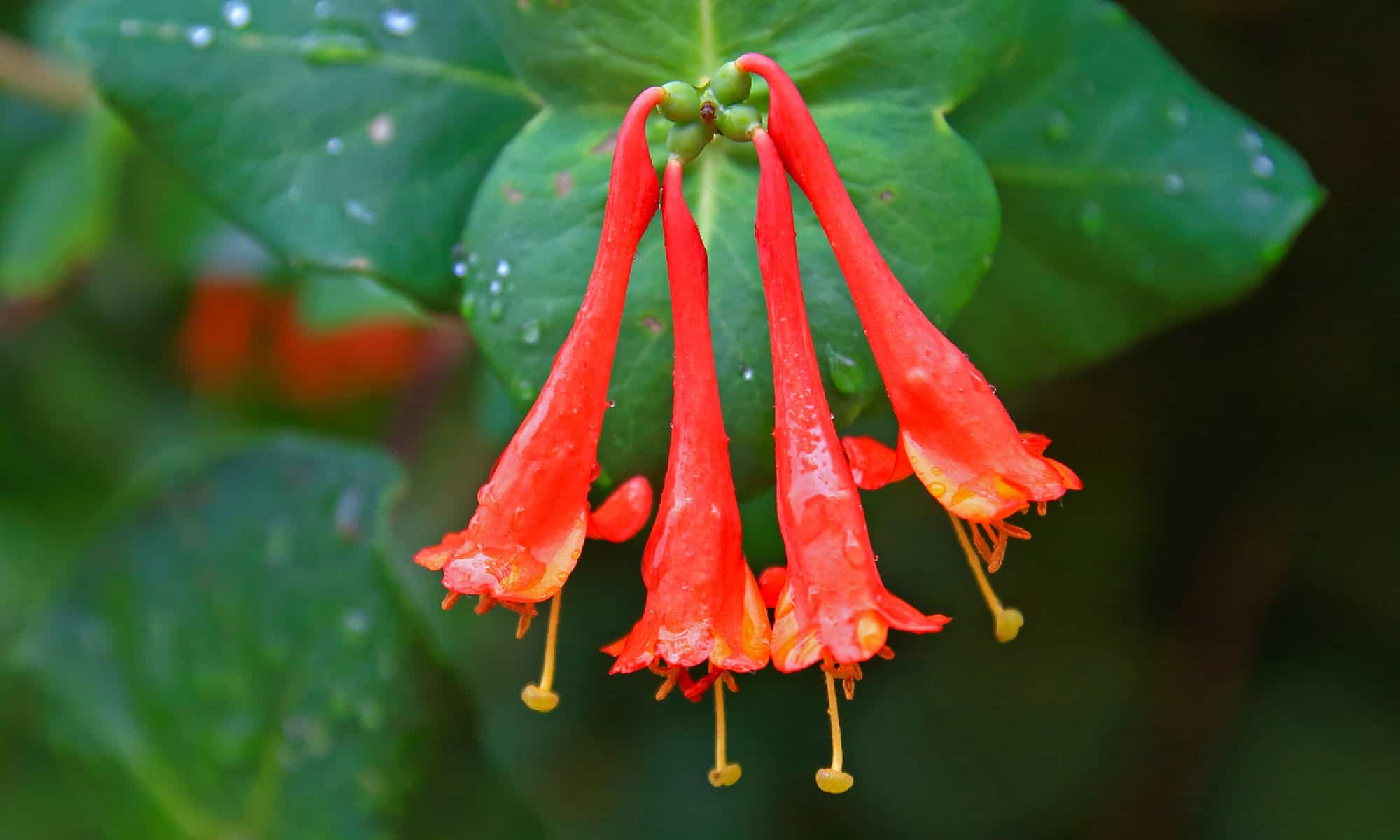 10 Great Perennials That Attract Hummingbirds