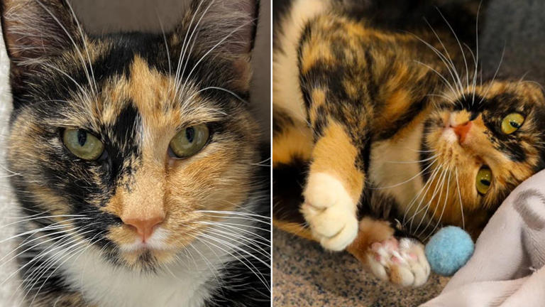The Animal Rescue Fund of the Hamptons has a cat up for adoption who is named after the fall season, when she was rescued. ARF Hamptons/Taylor Gabrovic