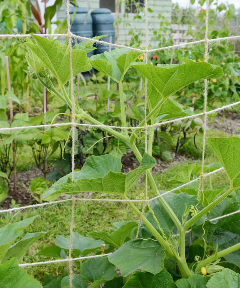 How to grow squash vertically – save space and create a feature in your ...