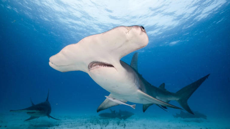 12 Facts About Hammerhead Sharks