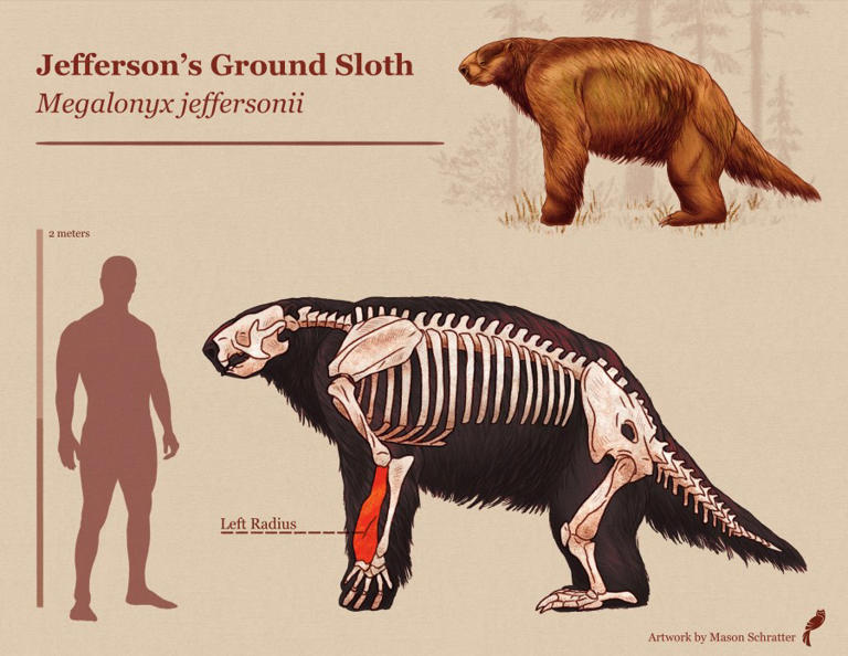 Kids find fossil from giant Ice Age sloth in Santa Cruz Mountains