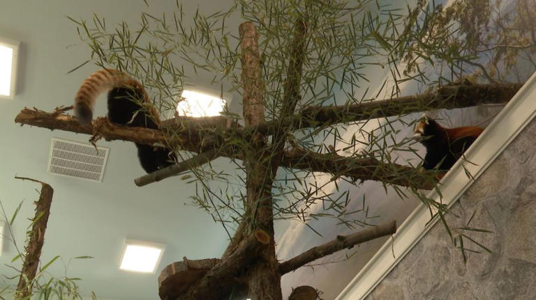 Roger Williams Park Zoo Unveils New Red Panda Sanctuary