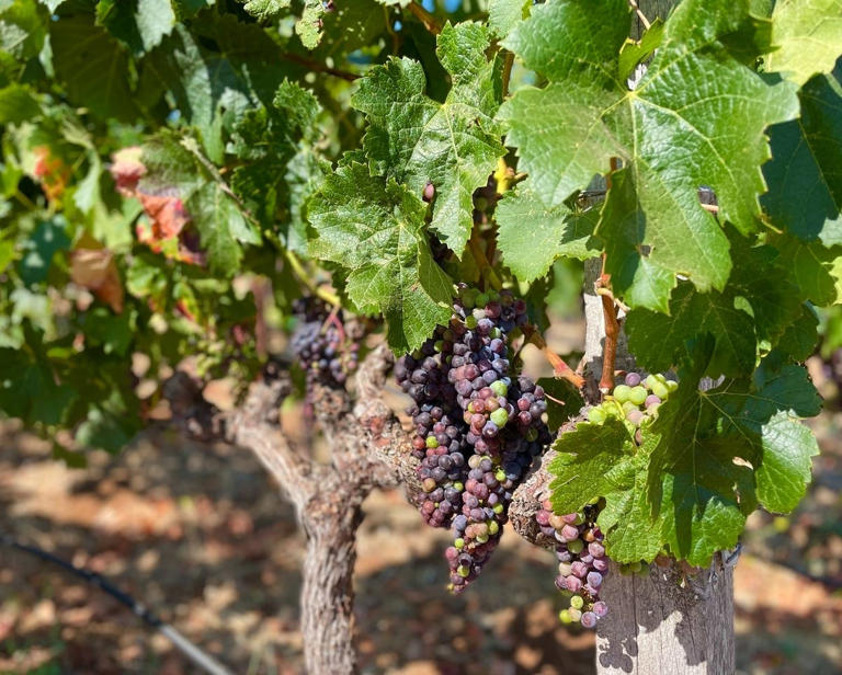 Which winery would you visit in Sonoma County?